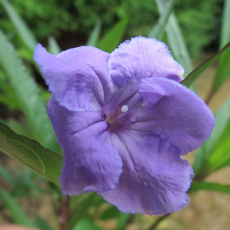 Ruellia brittoniana