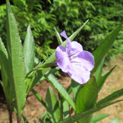 Ruellia brittoniana