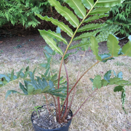 Blechnum chilense