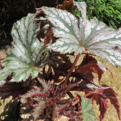 Begonia garden angel™ silver