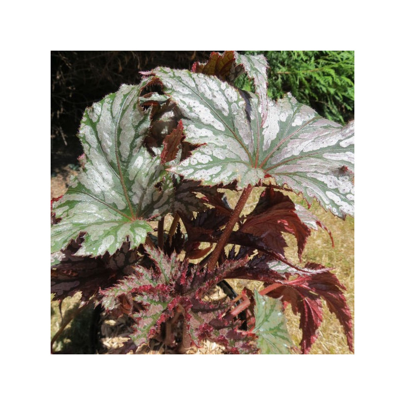 Begonia garden angel™ silver