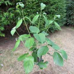 Cornus florida urbiniana 60/80 cm