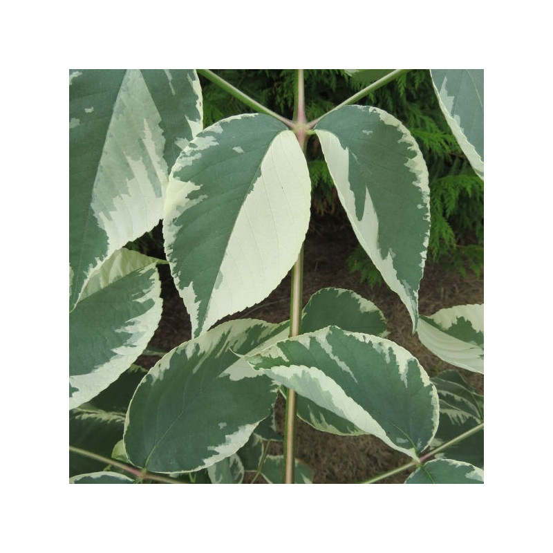 Aralia elata variegata