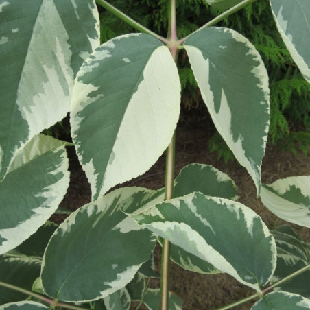 Aralia elata variegata