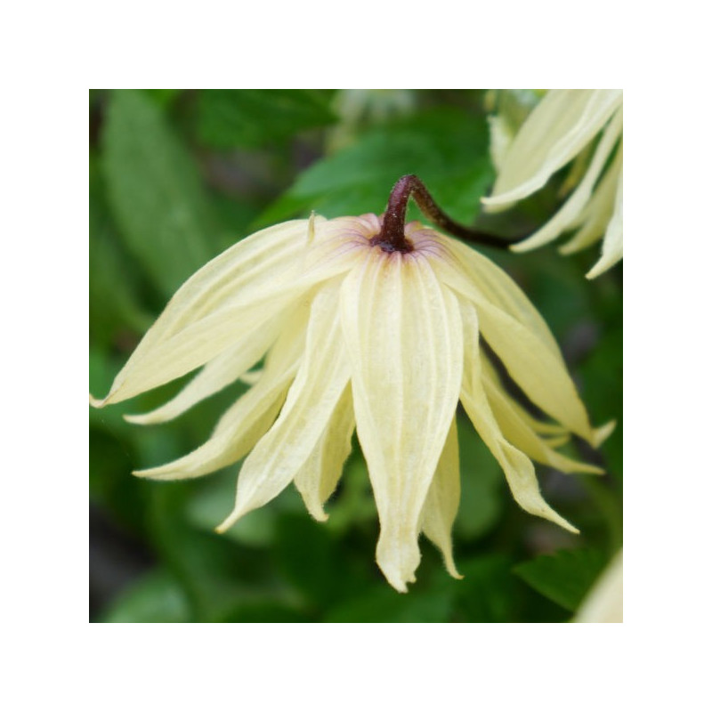 Clematis amber®