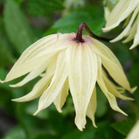 Clematis amber®