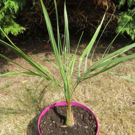 Butia archeri