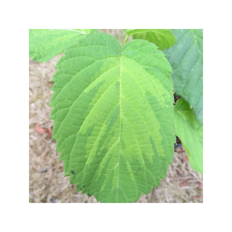 Davidia involucrata lady dahlia