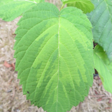 Davidia involucrata lady dahlia