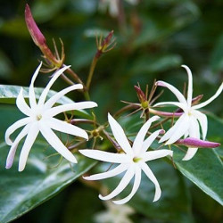 Jasminum nitidum angel wings