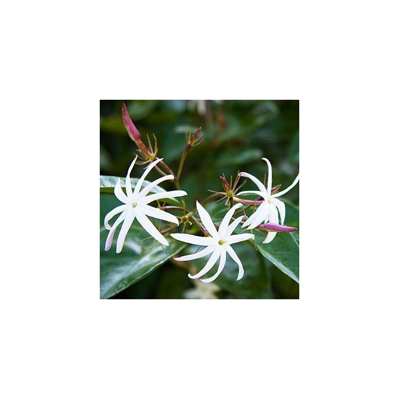 Jasminum nitidum angel wings