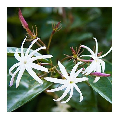 Jasminum nitidum angel wings