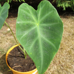 Colocasia affinis jenengsii