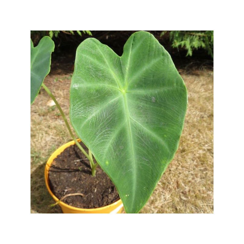 Colocasia affinis jenengsii