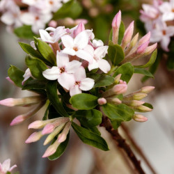 Daphne x burkwoodii Somerset