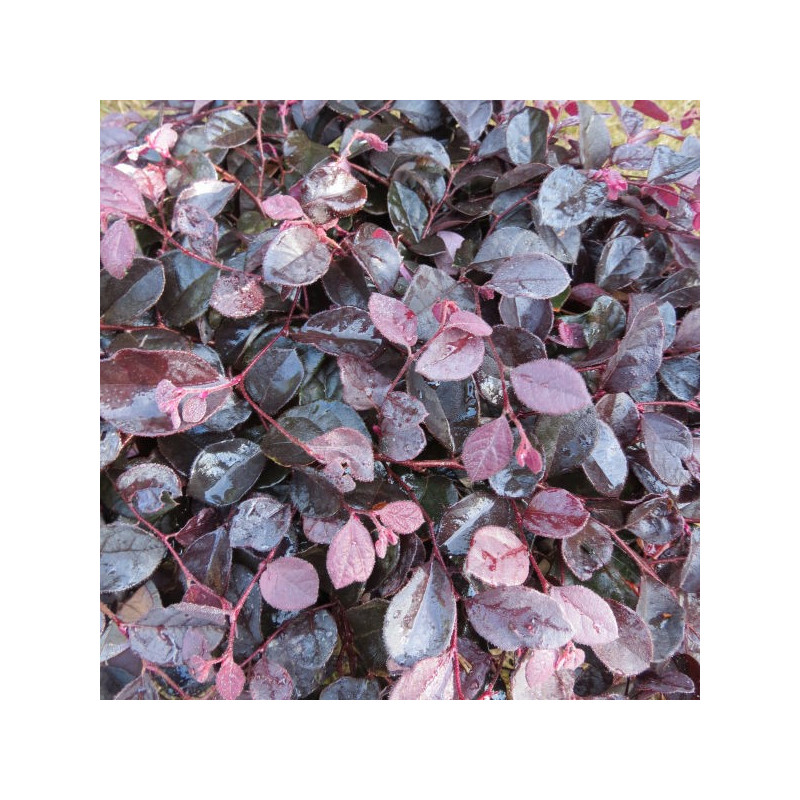 Loropetalum ruby runner