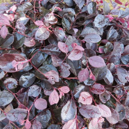 Loropetalum ruby runner