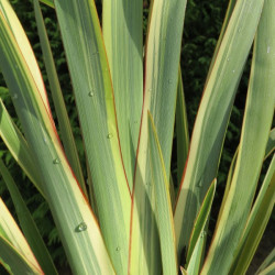 Phormium wings of world