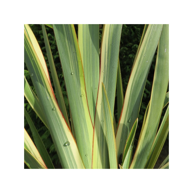 Phormium wings of world