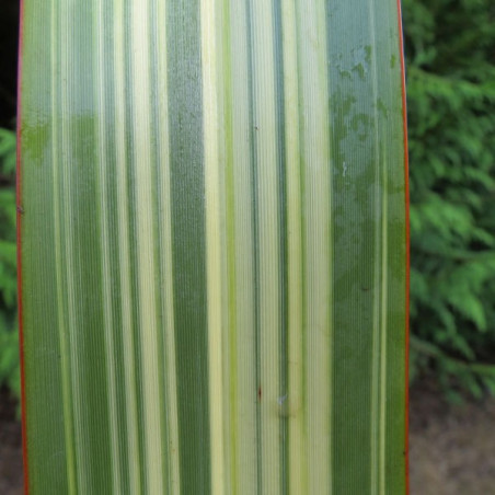 Phormium williamsii variegata