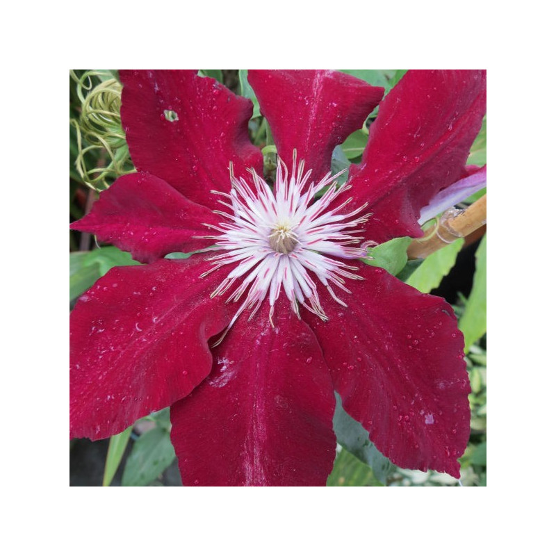 Clematis Rebecca