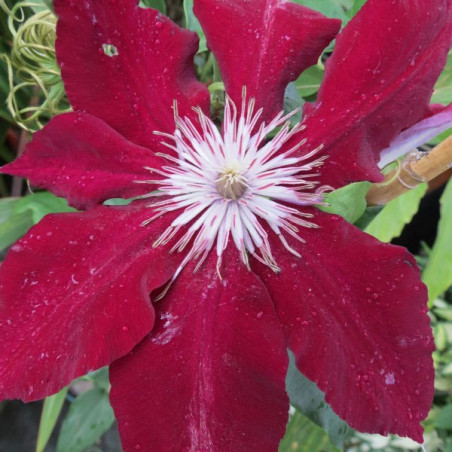 Clematis Rebecca