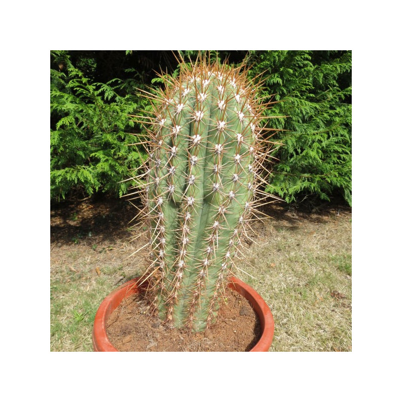 Echinopsis terscheckii