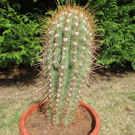 Echinopsis terscheckii