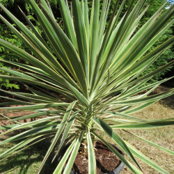 Yucca aloifolia variegata 7 l