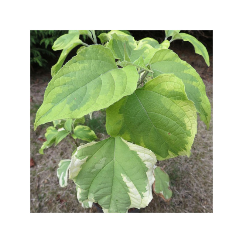 Clerondendrum variegata