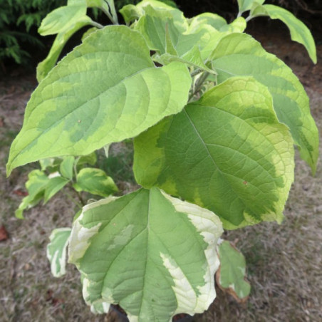 Clerondendrum variegata