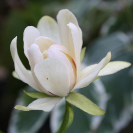 Calycanthus white dress