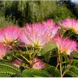 Albizia tropical dream