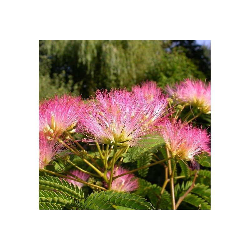 Albizia tropical dream