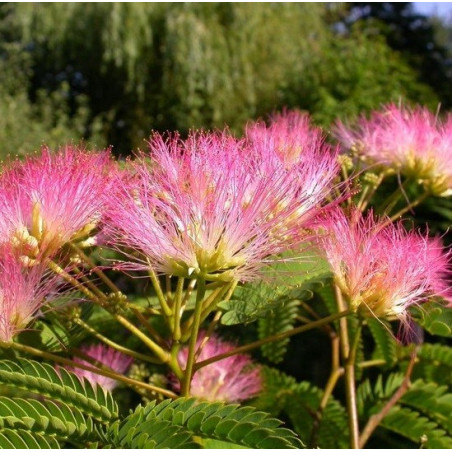 Albizia tropical dream