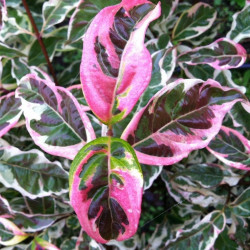 Cornus variegated stellar pink