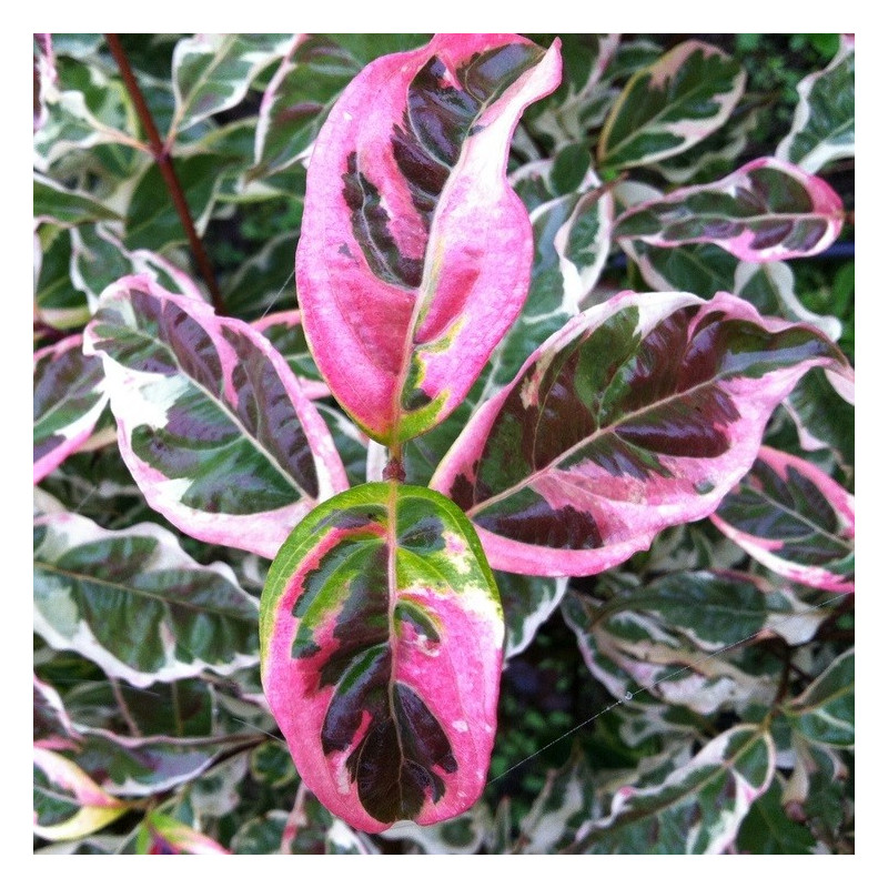 Cornus variegated stellar pink