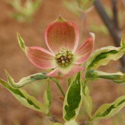 Cornus variegated stellar pink