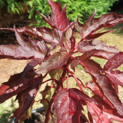 Hibiscus carrousel® joli cœur