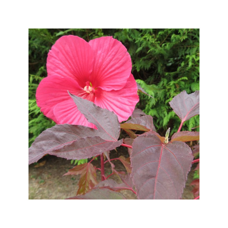 Hibiscus carrousel® pink passion