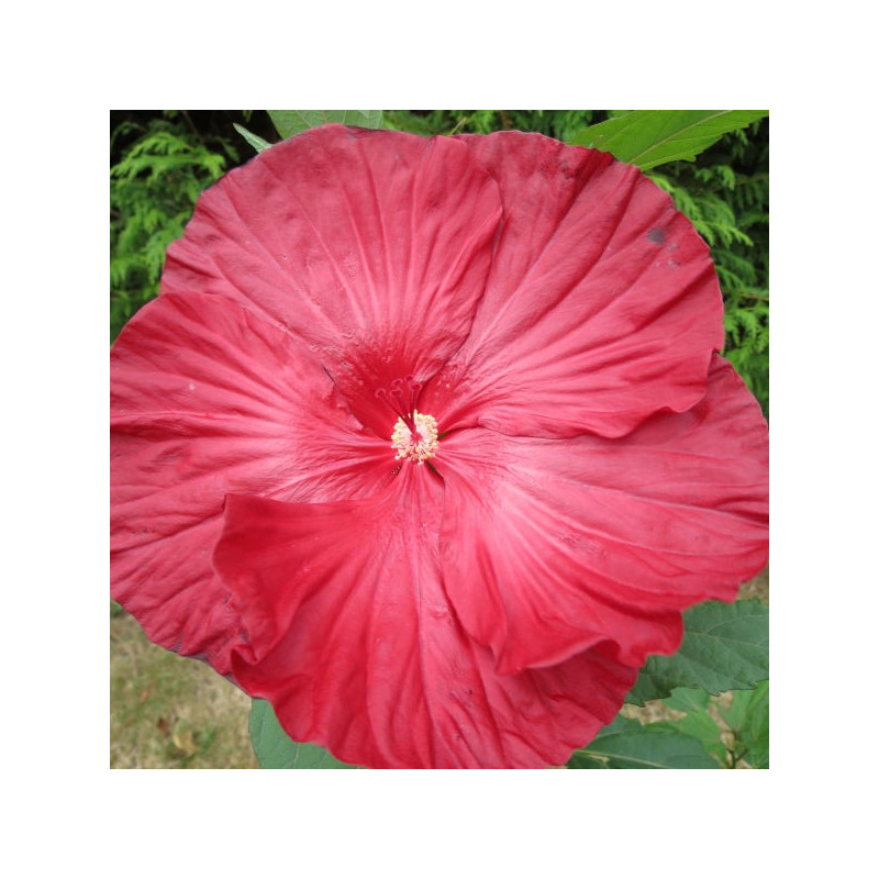 Hibiscus summerific® cranberry crush