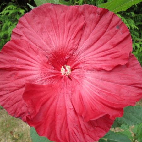 Hibiscus summerific® cranberry crush