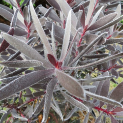 Leucadendron Burgundy sunset