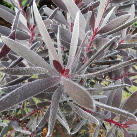 Leucadendron Burgundy sunset