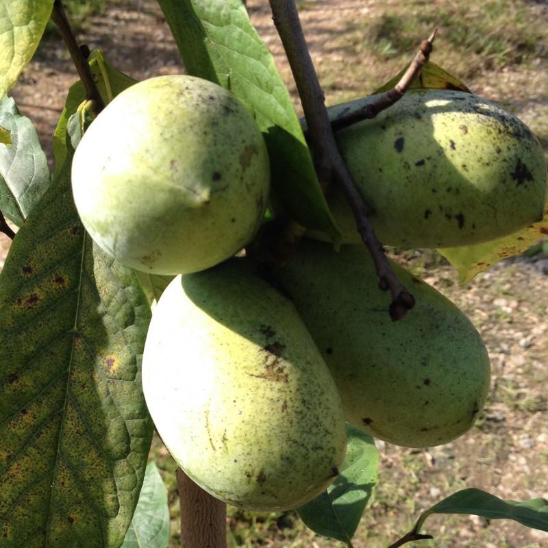 Asimina triloba