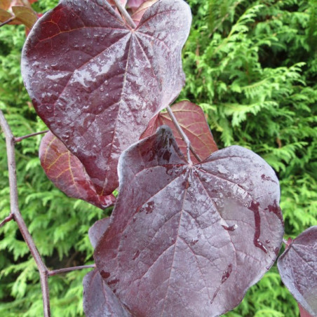 Cercis ruby falls