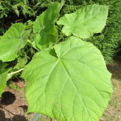 Paulownia fargesii