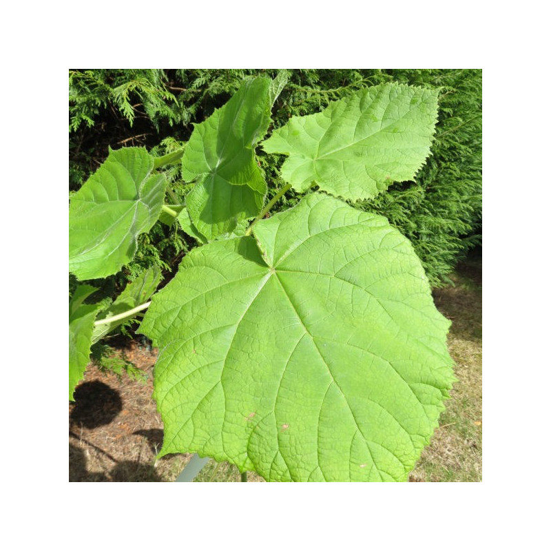 Paulownia fargesii