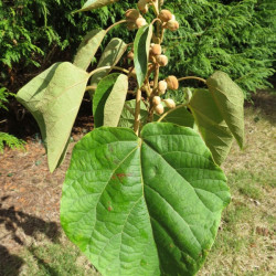  Paulownia tomentosa 'purple splendour'