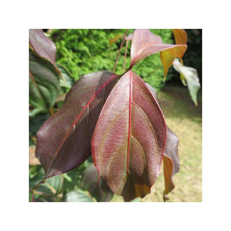 Cornus kousa Copacabana